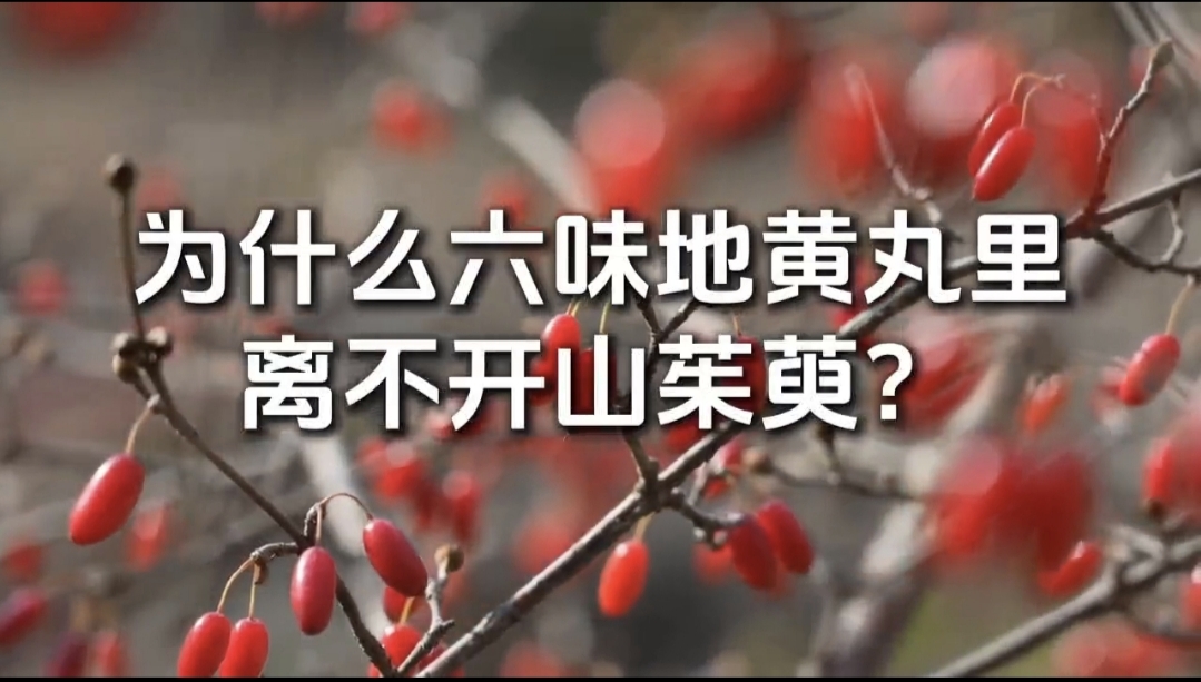 山茱萸