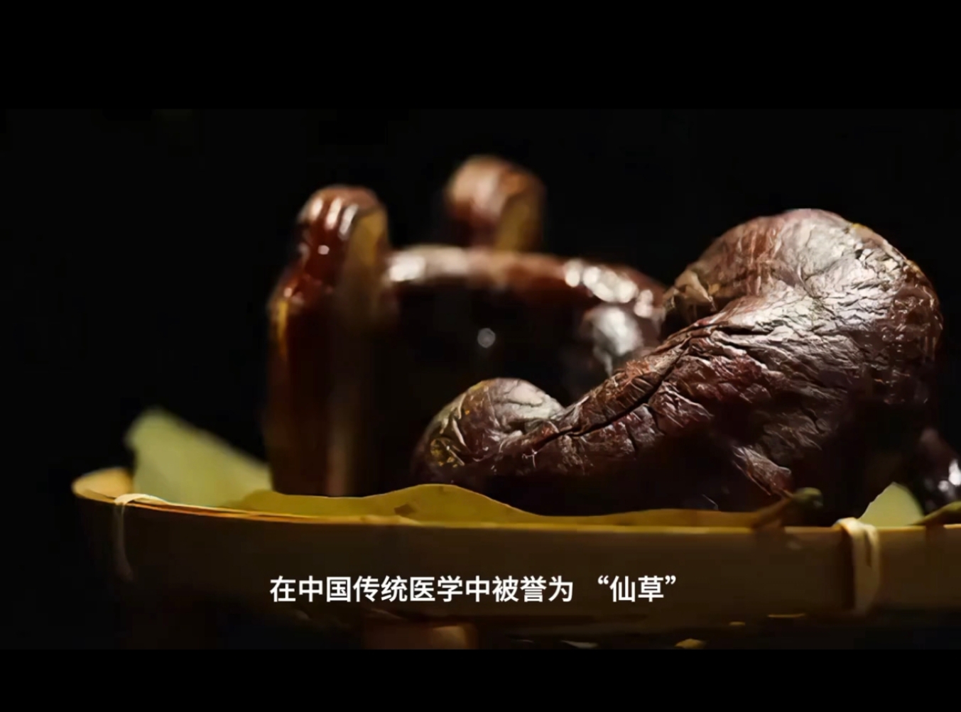 紫灵芝